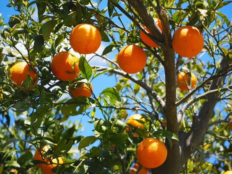 pomarandža